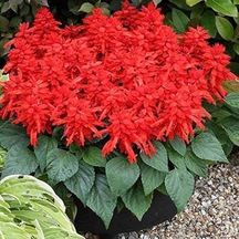 Ateş Çiçeği Salvia Splendens 20 Adet