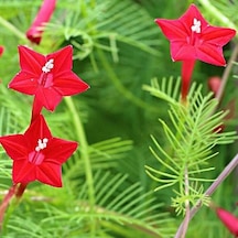 10+ Adet Yıldız Çadırı Sarmaşığı Tohumu Kırmızı Çiçekli