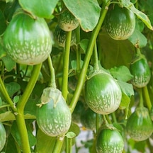 Green Giant Thai Dev Patlıcan Tohumu 15 Tohum 1 Set