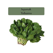 Ispanak Tohumu 1 Paket Matador Ispanak Tohumu Kapalı Paket Yüksek Verimli Tohum