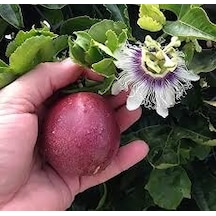 15 Adet Tohum İthal Passiflora Çarkıfelek Meyve Saksı Toprak