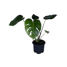 Deve Tabanı - Monstera Deliciosa - Bitki Boyu 30-40 Cm