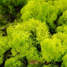 Reindeer Moss Lime Şoklanmış Norveç Yosunu 30gr
