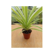 Chlorophtyum Comosun Variegata Kurdele Çiçeği Dışı Beyaz Içi Yeşil