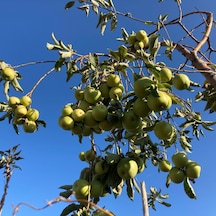 Tüplü Aşılı Altın Çekirdek Elma Fidanı 2 Yaş Boy 90-110  Cm