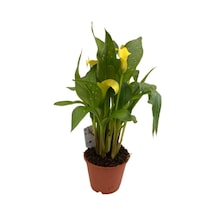 Gelin Çiçeği Gala Çiçeği Sarı 15-25 Cm Diğer