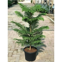 Eko Paket Arakorya Çamı Ağacı Tohumu Salon Çamı Ağacı Tohumu 15 Adet Tohum