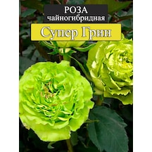 "super Green" Gül Fidanı