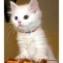 Karışık Renk Seramik Boncuk Nazar Boncuklu Kedi Tasması