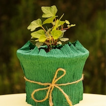 EGET Duvar sarmaşığı (Hedera helix)