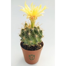Thelocactus İdeas Çiçek Açan Kaktüs 5.5 Cm Saksıda