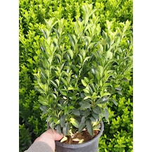 Dolgun Formlu Yeşil Taflan Bitkisi 1 Adet Saksılı 25-40cm Peyzaj Bitkisi