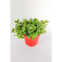 Crassula Rogersii Sarkan Sukulent Minik Yeşil Kadife Yapraklı 8.5