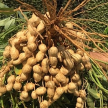 Yeni Sezon Çiğ Haşlamalık Taze Yer Fıstığı Taze Söküm 2 Kg