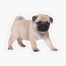 Pug Yavru Cinsi Köpek Sticker Araba Oto Yapıştırması 17Cm A4