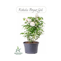 Saksılı Beyaz Renk Gül Fidanı 1 Adet 30-50cm Bahçe Gülü