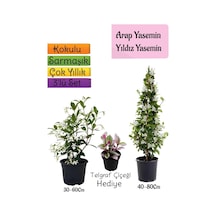 Kokulu Arap Yasemini+yıldız Yasemin Fidanı+telgraf Çiçeği 3'lü Peyzaj Seti
