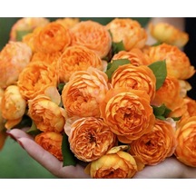 10 Adet Rosa Bush Gül Tohumu