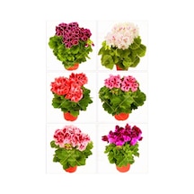 Videolu Karışık Renkli Canlı 2 Adet Sardunya Fidesi 20-40cm Saksılı Geranium