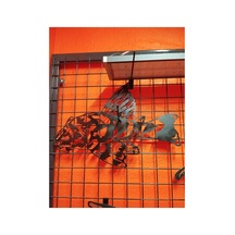 Pleco Işıksız 50cm