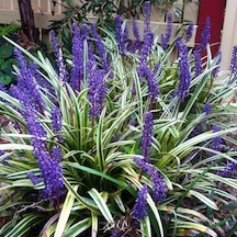 Çim Zambağı 20 Adet 'Liriope Muscari Variegata'