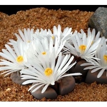 Serada Decor Plant Pleiospilos Nelii Lithops Beyaz Çiçek Açan Taş Kaktüs Yaşayan Taşlar
