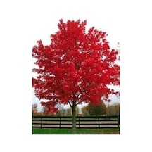 Acer Palmatum Atropurpureum Fidanı 60-80 Cm