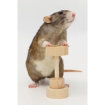 Hamster Dambıl Oyuncağı 4 9 Cm Doğal Ahşap, Kemirme Ve Oyun İçin Dayanıklı