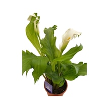 Beyaz Gala Çiçeği Fidanı Beyaz 10-20 Cm