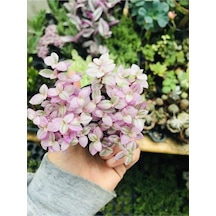 Calisia Repens Pink Lady Minik Pembe Yapraklı Telgraf Çiçeği