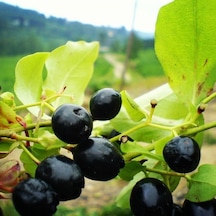 Tüplü Bilberry Doğal Likapa Fidanı