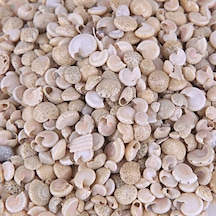 Umbinium Beyaz Kiloluk Deniz Kabuğu 1 Kg