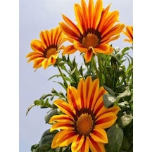 Turuncu Gazanya 5 15 Cm 10 Adet Saksılı/ Tüplü Çiçekli Bodur Bitki Gazania Diğer