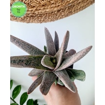 Gasteria Little Warty Variegated 1 Adet