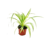 Kurdele Çiçeği Chlorophytum Comosum 20 - 30cm. Çapında. 12cm. Saksıda