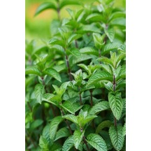 300 Adet Tohum Organik Balkon Nanesi Bahçe Için Uygundur Kaliteli Organik Tohum Saksı Topraklı