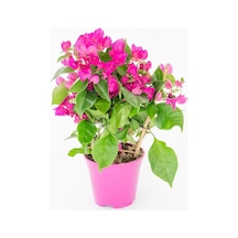 Saksıda Bodur Begonvil Fidanı 20-25 cm