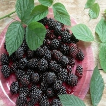 Tüplü Boysen Berry Böğütlen Fidanı Yaş 2 Boy 50-70Cm