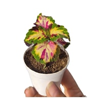 Kartopu Viburnum 1 Adet+beyaz Begonvil 1 Adet+yaprak Güzeli Hediye Bahçe Bitkisi
