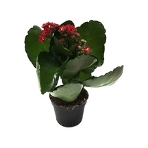 Kalanchoe Calandiva 'Red' (Kalanşo Çiçeği) Ø5,5 CM Y0-10 CM
