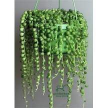Boncuk Tespih Çiçeği 1 Adet Makrome Saksılı 20-30cm Senecio Rowleyanus