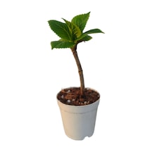 Mini Ortanca Çiçeği 5-10 Cm 1 Adet Saksılı