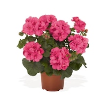 Saksılı Açık Pembe Yavruağzı Sardunya Çiçeği 10-20 Cm