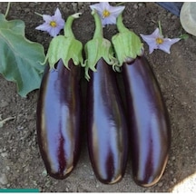 Agrokar Aydın Siyahı Patlıcan 10 Gr