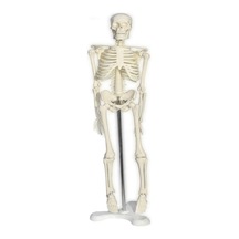 Tam Iskelet Maketi 45 Cm Model 32