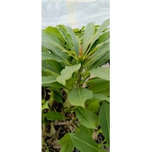 Beyaz Tüplü Amerikan Fulu Plumeria Alba Boy 1m