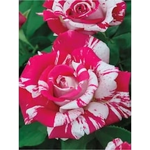 Videolu Harika Sihirbaz Gülü Çiçeği Fidanı 25-40 Cm Saksılı Çiçekli Bodur Bitkiler Magic Rose
