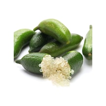 Tüplü Aşılı Mikro-narenciye Finger Lime Fidanı-meyve Verme Durumu