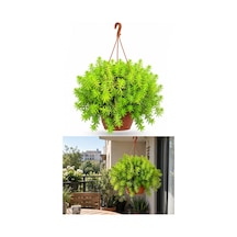 Makrome Sarı Sedum - Askılı Balkon Bitkisi