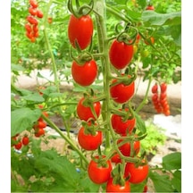 20 Adet Cherry Domates Tohumu